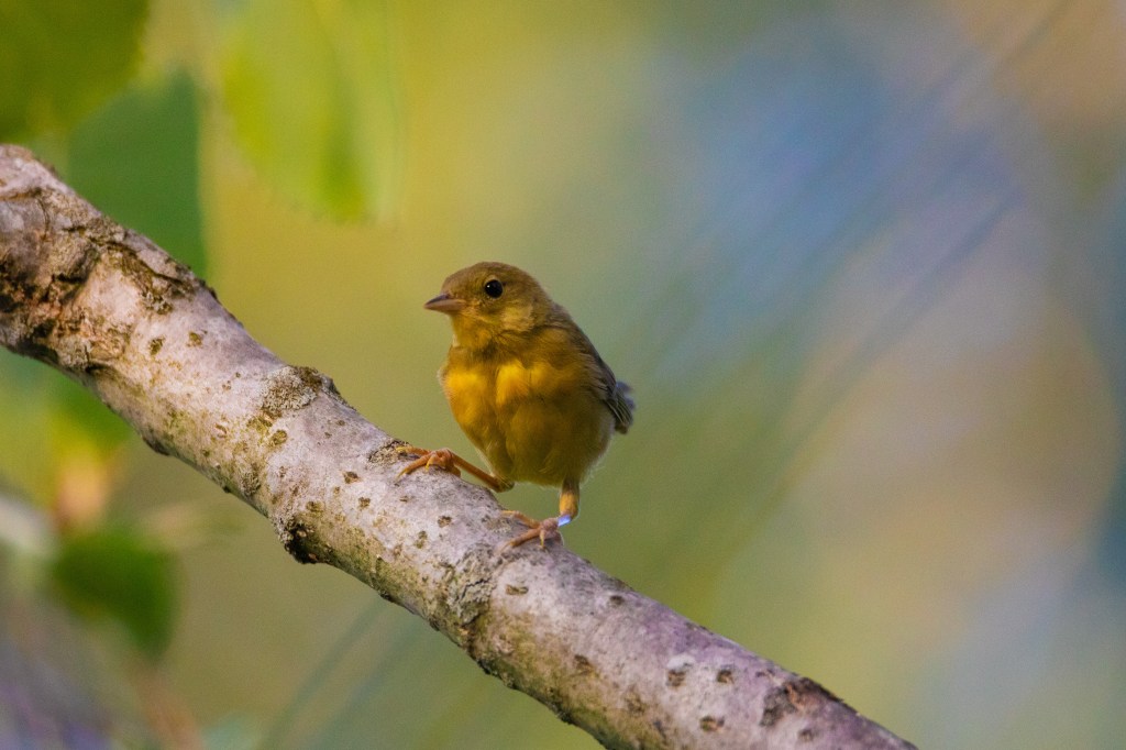 A canary warbler poses for a portrait near Shepherd, MI.