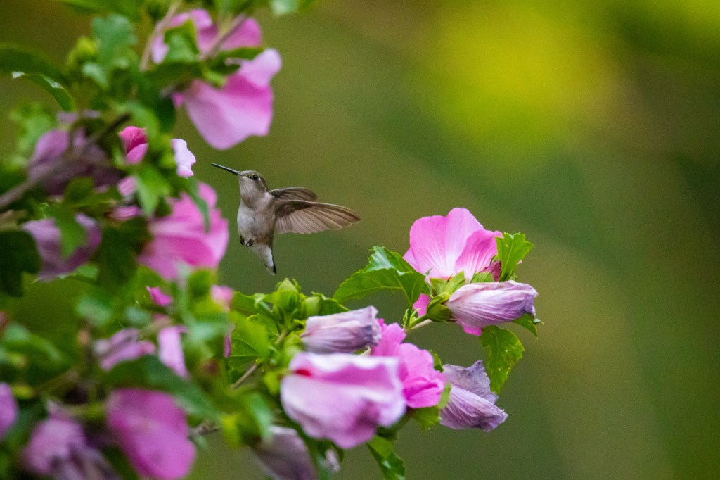 A hummingbird stops for dinner near Shepherd, MI.