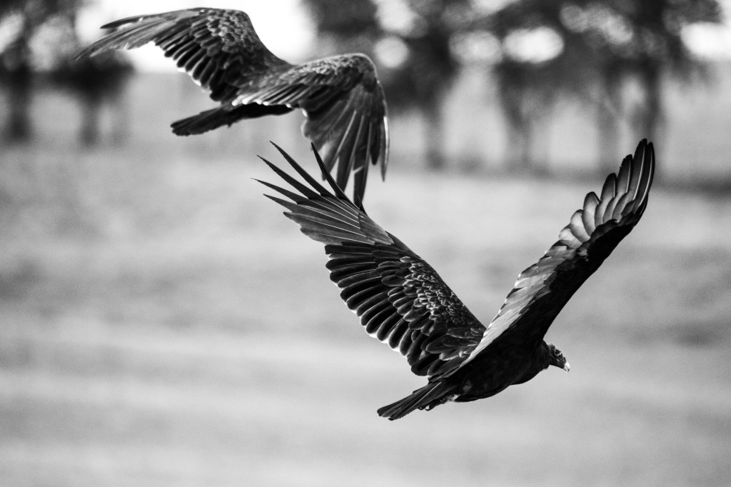 Two vultures circle a corpse near Killdeer, ND.