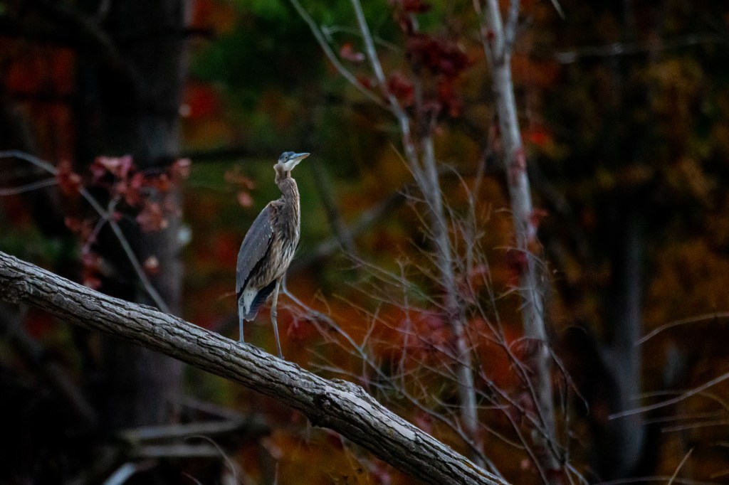 A great blue heron surveys the landscape near Sanford, MI.